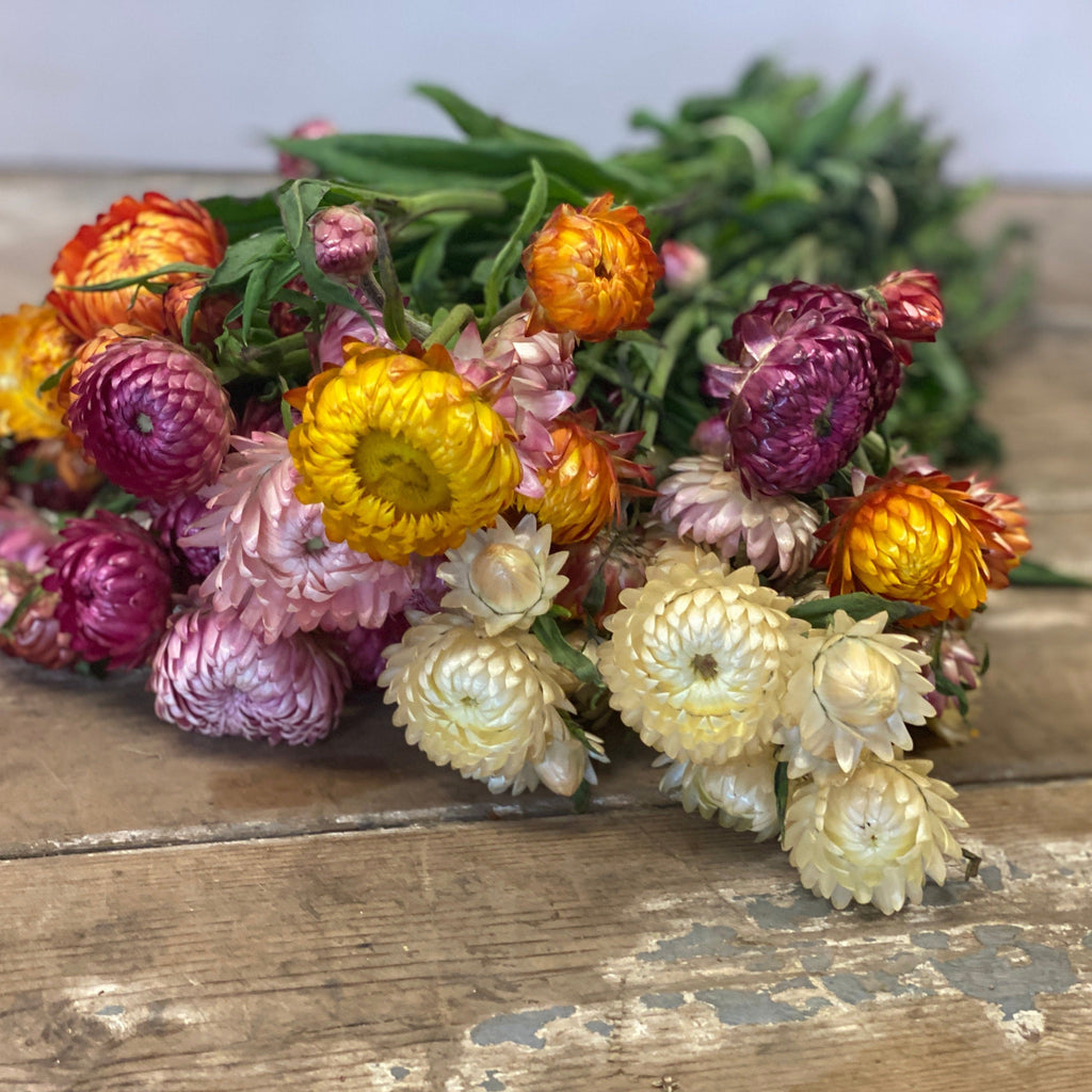 Helichrysum - Straw Flower x 10 stems