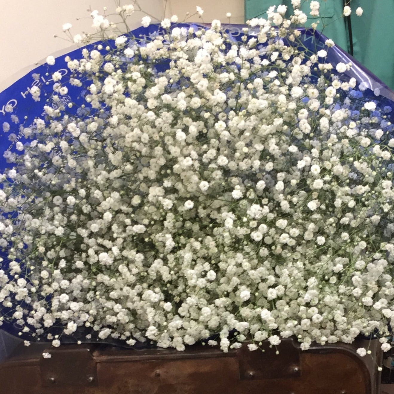 Gypsophila - WHITE - British White 70-80cm - (small bunch, 25 or 100 Stems)