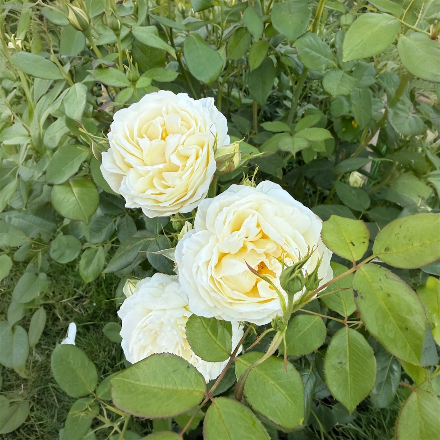 Garden Rose - YELLOW - Vanessa Bell 50cm - (10 stems)