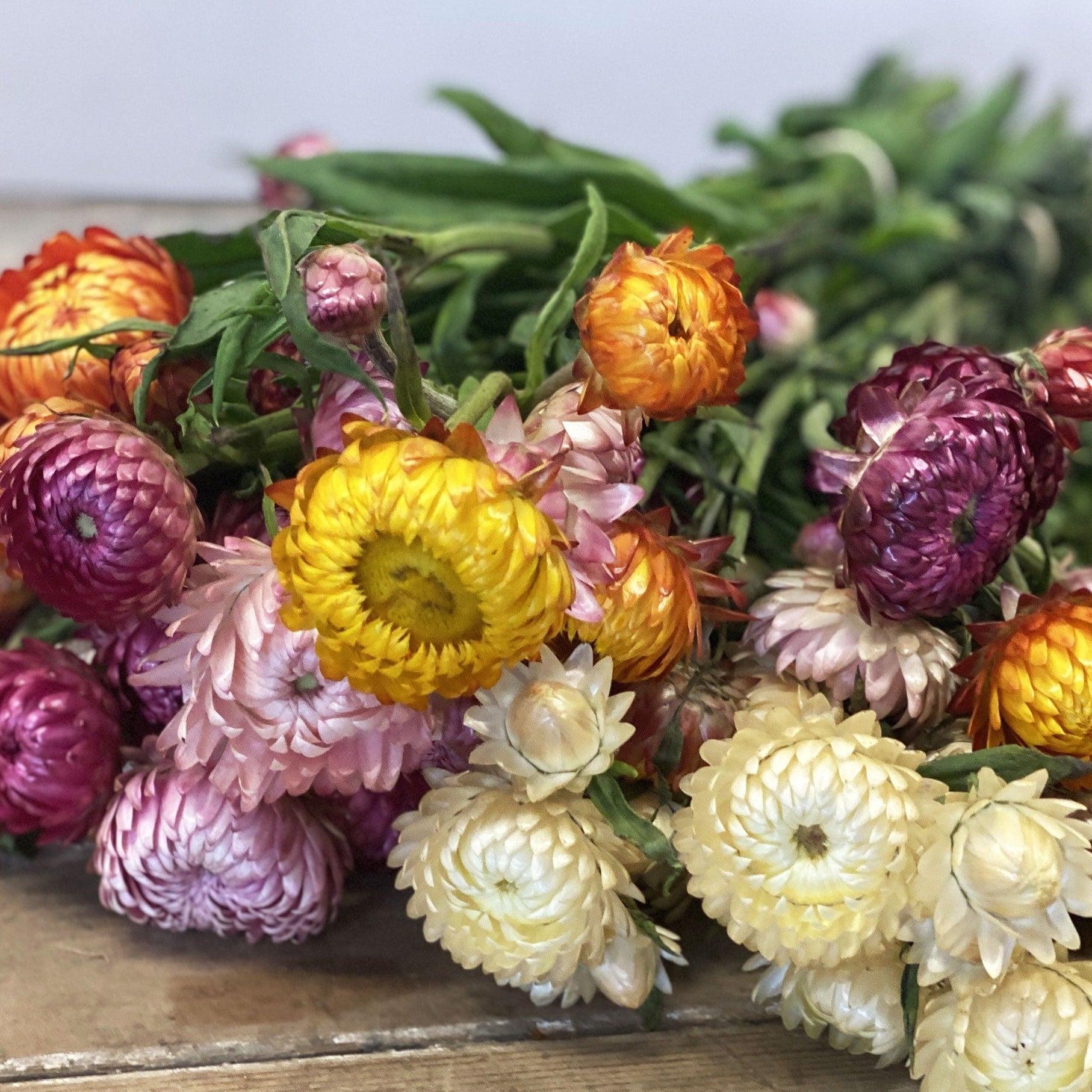 Helichrysum - Straw Flower x 10 stems