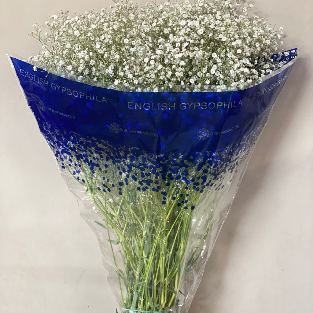 Gypsophila - WHITE - British White 70-80cm - (small bunch, 25 or 100 Stems)