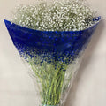 Gypsophila - WHITE - British White 70-80cm - (small bunch, 25 or 100 Stems)