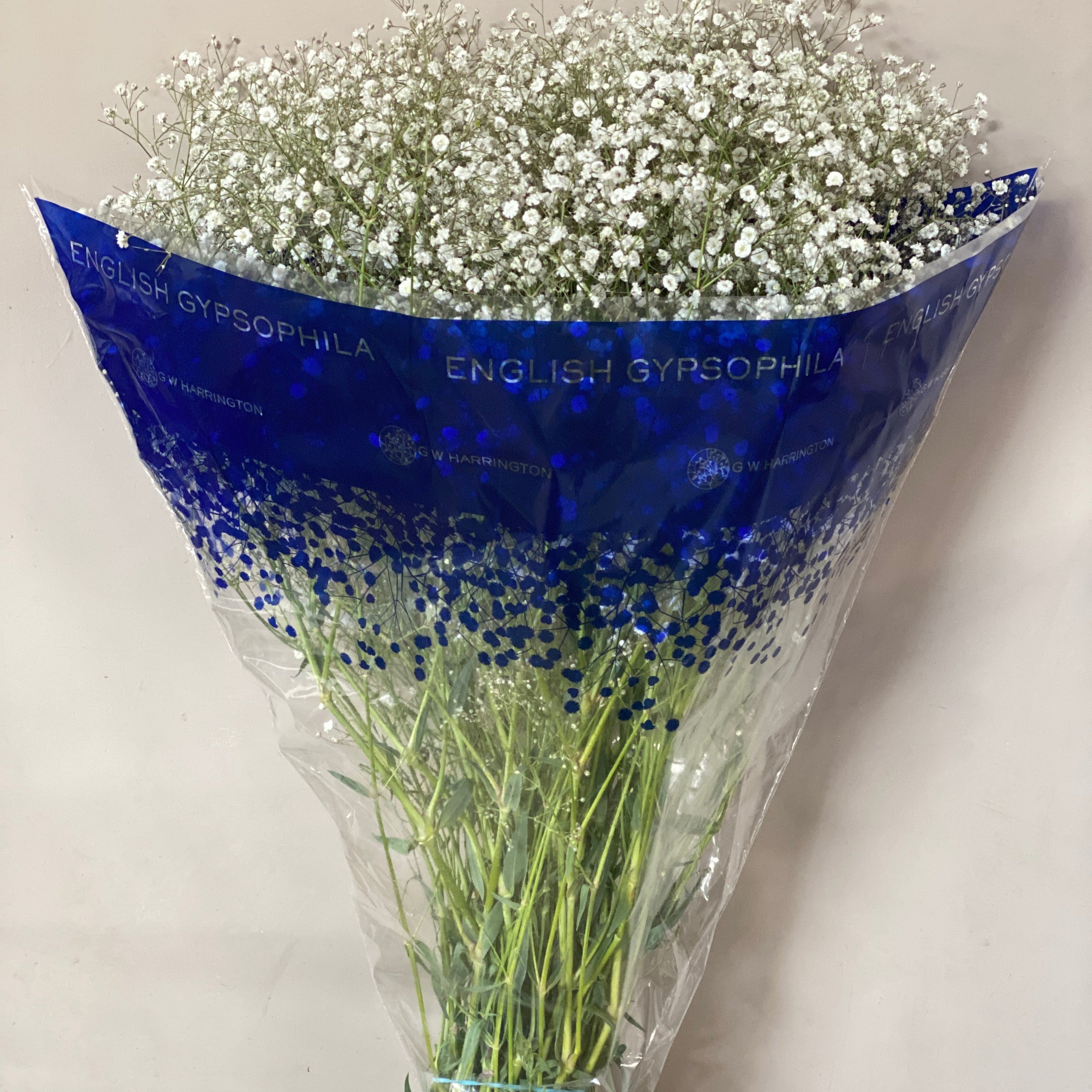 Gypsophila - WHITE - British White 70-80cm - (small bunch, 25 or 100 Stems)