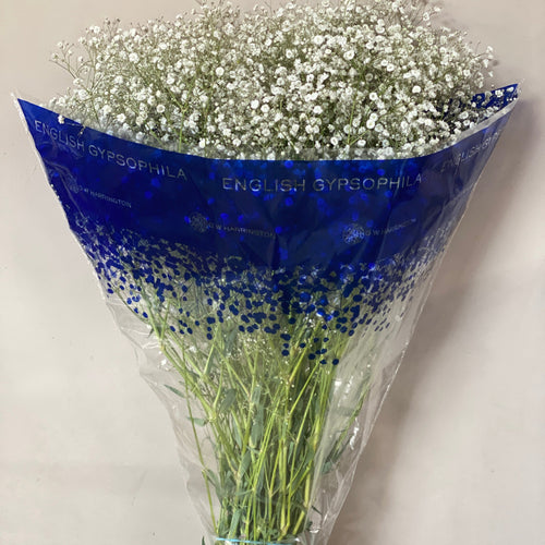 Gypsophila - WHITE - British White 70-80cm - (small bunch, 25 or 100 Stems)