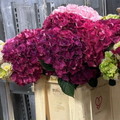 Hydrangea - DEEP PINK - "Raspberry Crush" 55-60cm - (5 stems)