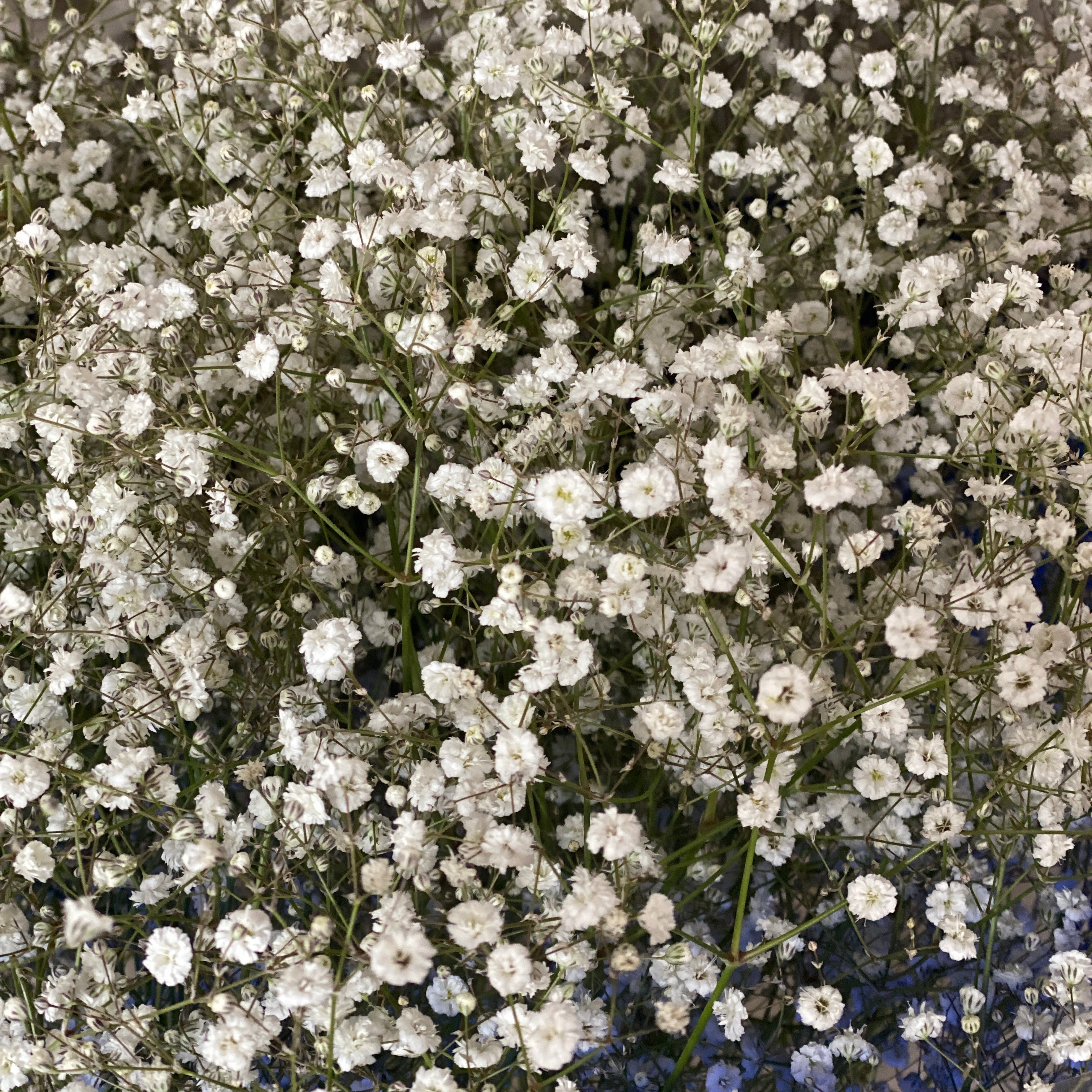 Gypsophila - WHITE - British White 70-80cm - (small bunch, 25 or 100 Stems)