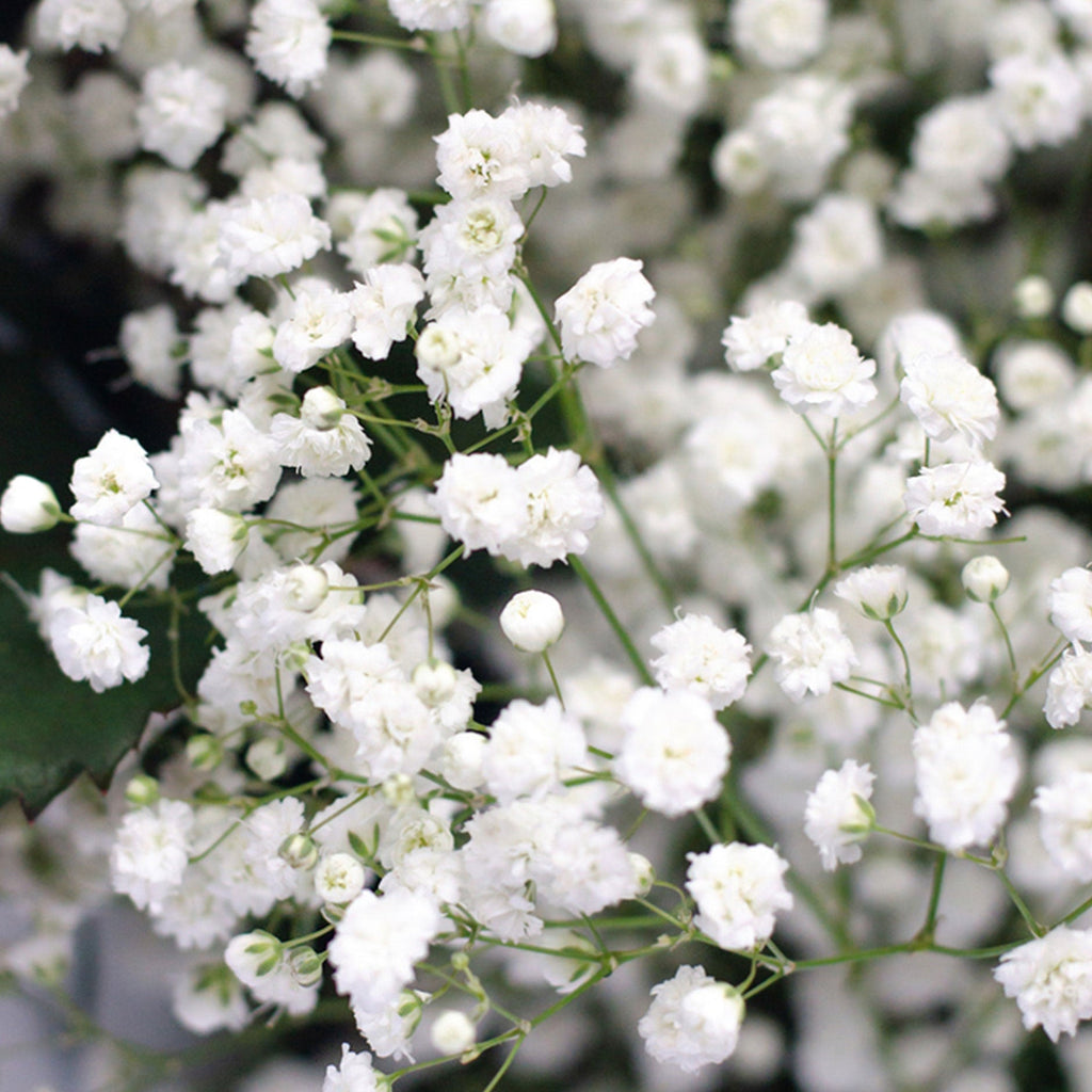 Gypsophila - WHITE - British White 70-80cm - (small bunch, 25 or 100 Stems)